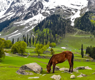 Himalayan Charm Trail